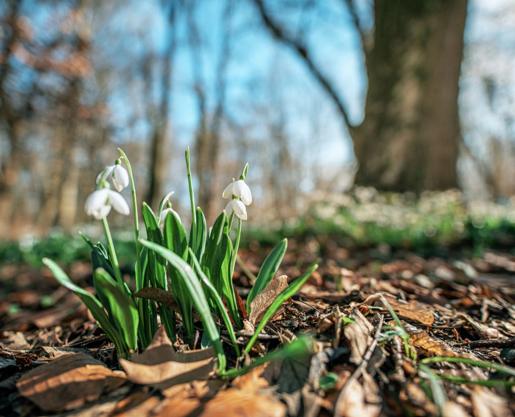 Préparer votre propriété pour le dégel du printemps